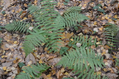 Dryopteris filix-mas