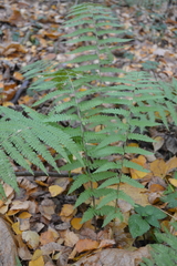 Dryopteris filix-mas
