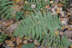 Dryopteris filix-mas