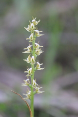 Prasophyllum elatum