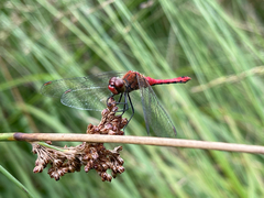 Sympetrum sanguineum