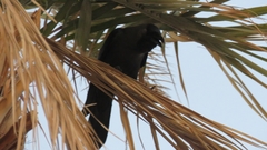 Corvus splendens
