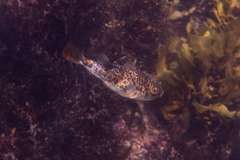 Tetractenos glaber
