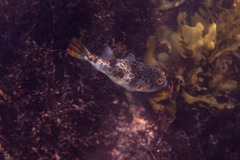 Tetractenos glaber