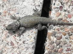 Sceloporus
