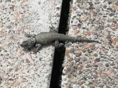 Sceloporus