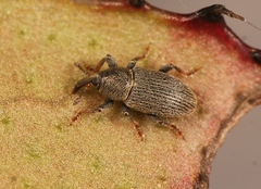 Tychius picirostris