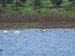 Phoenicopterus roseus