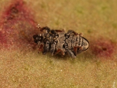 Tychius picirostris