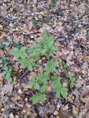 Mercurialis perennis