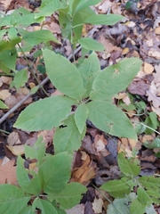 Mercurialis perennis