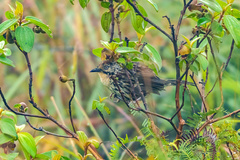 Pterorhinus lanceolatus