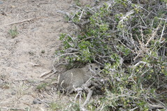 Microcavia australis