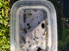 Insecta