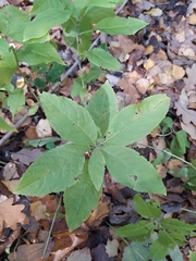 Mercurialis perennis