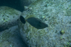 Meuschenia flavolineata