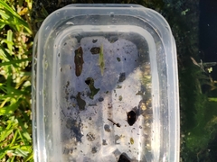 Insecta