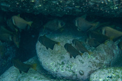 Pempheris compressa