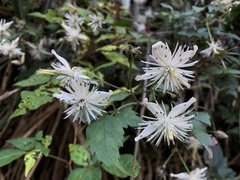 Clematis parviloba