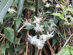 Clematis parviloba