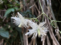 Clematis parviloba