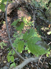 Fraxinus quadrangulata
