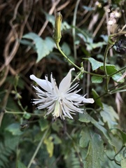 Clematis parviloba