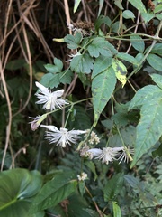 Clematis parviloba