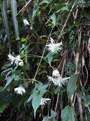 Clematis parviloba