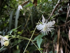 Clematis parviloba