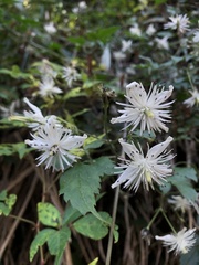 Clematis parviloba
