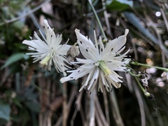 Clematis parviloba