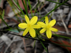 Tricoryne