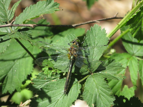 Downy Emerald photo 5