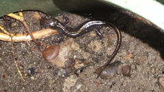 Ambystoma macrodactylum macrodactylum