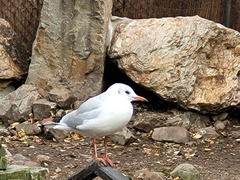 Chroicocephalus ridibundus