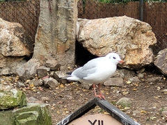 Chroicocephalus ridibundus