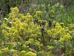 Leucadendron floridum