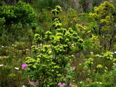Leucadendron floridum