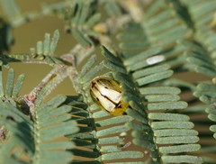 Peltoschema hamadryas