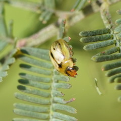 Peltoschema hamadryas