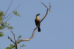 Ramphastos dicolorus