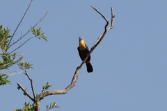 Ramphastos dicolorus