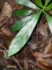 Atractocarpus benthamianus
