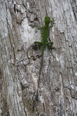 Enyalius