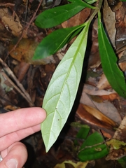 Atractocarpus benthamianus