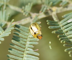 Peltoschema hamadryas