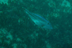 Meuschenia trachylepis