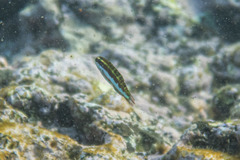 Thalassoma quinquevittatum