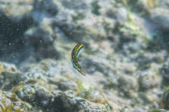 Thalassoma quinquevittatum
